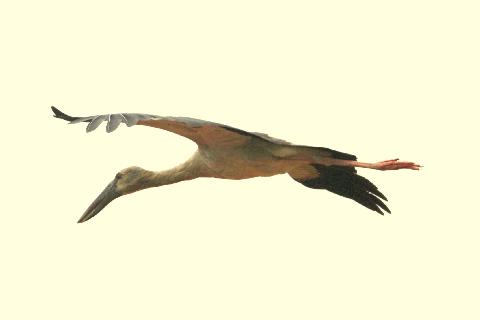 Birds in Goa - Download Goa Photos